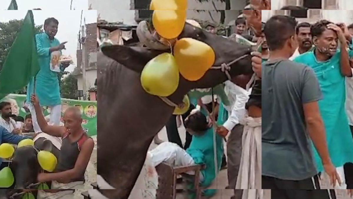 bihar-rjd-leader-falls-off-a-buffalo-during-celebration-of-party-formation-day